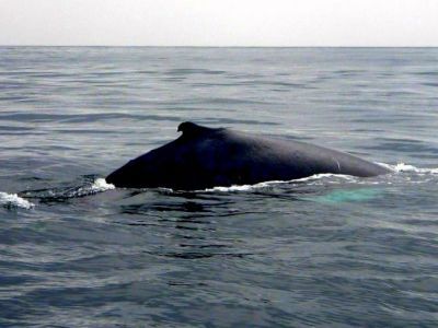 Humpback whale Samana Bay